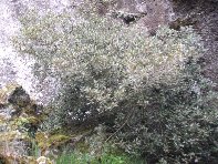 otta Intraleo-20100515 041
